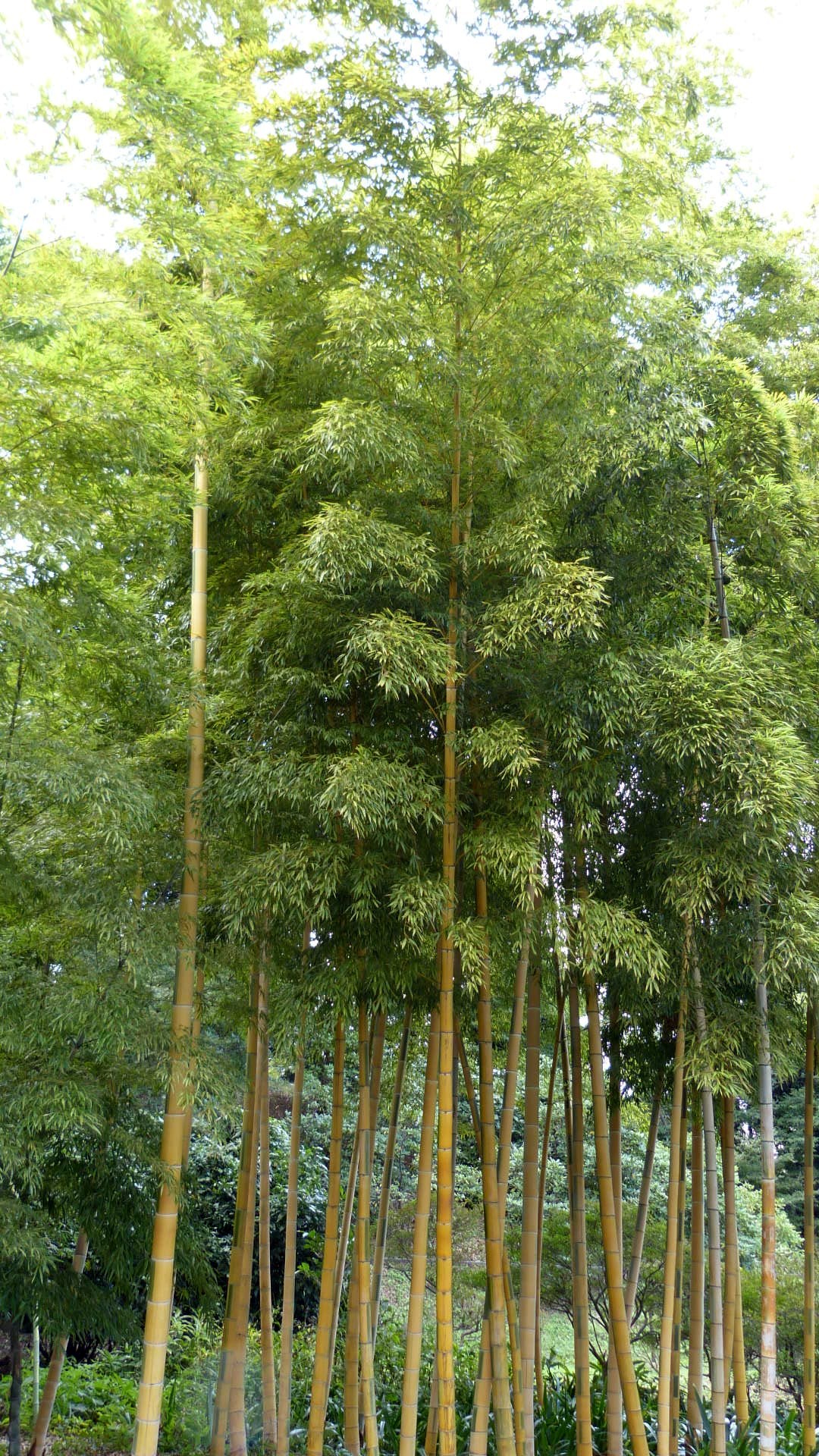 tall brown bamboo with green leaves